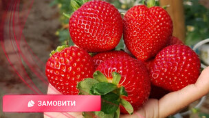 Цей сорт дає багато врожаю і з 1 кущика! Саджанці з розплідника